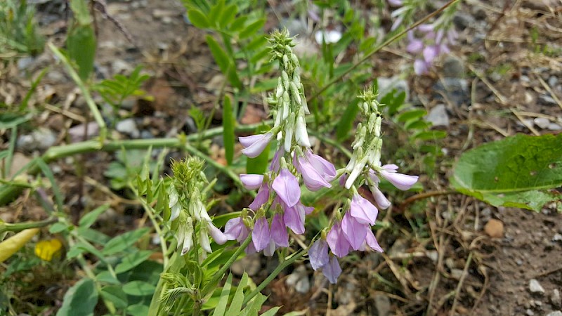 Galega officinalis - © Barry Stewart