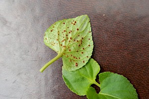 Puccinia violae Violet Rust