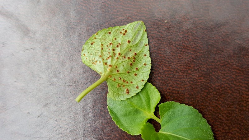 Puccinia violae - © Barry Stewart