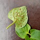 Puccinia violae