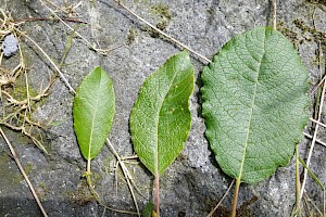 Salix x reichardtii S. caprea x cinerea