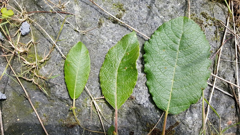 Salix x reichardtii - © Barry Stewart