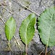 Salix x reichardtii