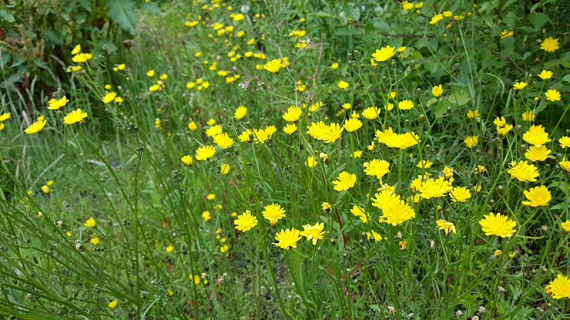 Crepis vesicaria - © Barry Stewart