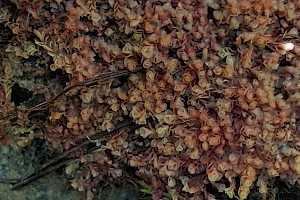 Solenostoma paroicum Shining Flapwort