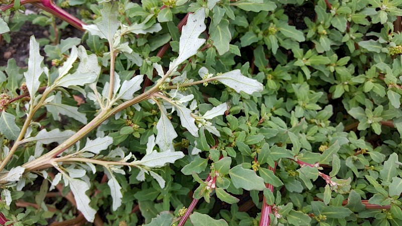 Chenopodium glaucum - © Barry Stewart