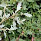 Chenopodium glaucum