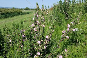 Ononis spinosa Spiny Restharrow