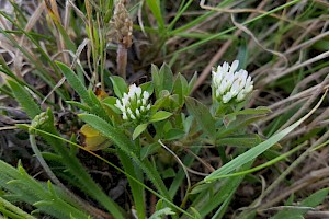 Trifolium squamosum Sea Clover