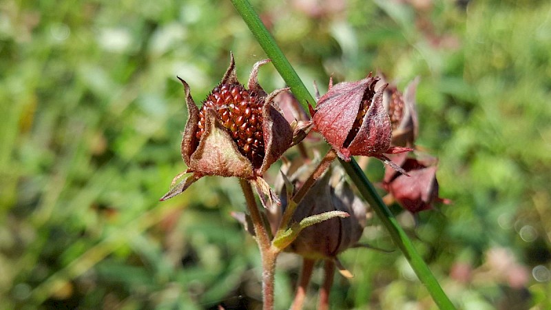 Comarum palustre - © Barry Stewart