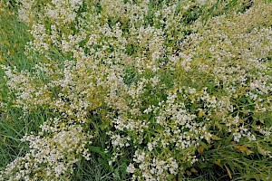 Lepidium latifolium Dittander