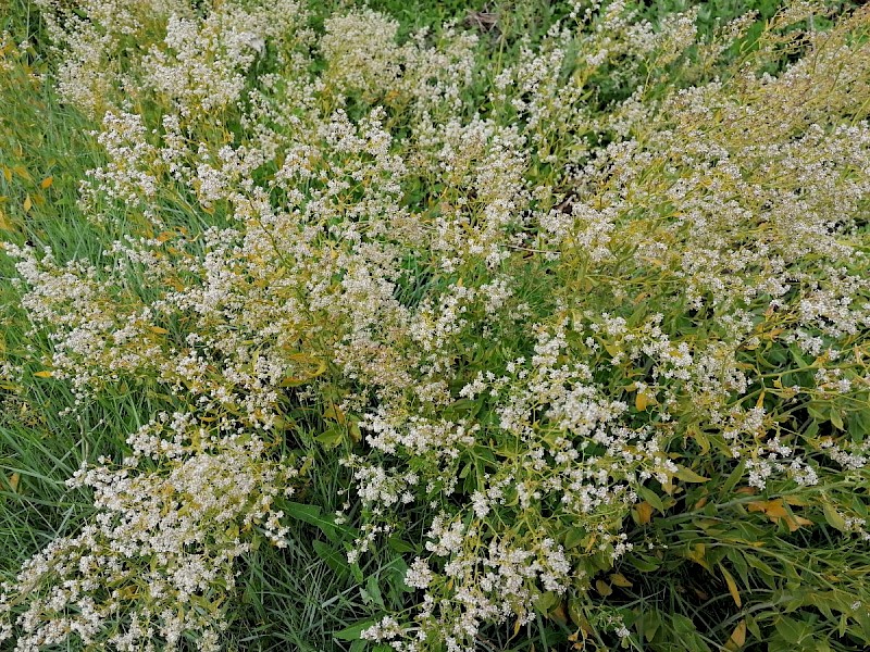 Lepidium latifolium - © Barry Stewart