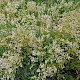 Lepidium latifolium