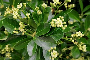 Euonymus japonicus Evergreen Spindle