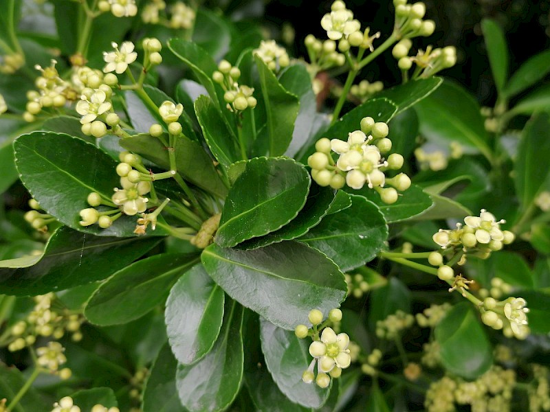 Euonymus japonicus - © Barry Stewart