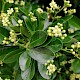 Euonymus japonicus