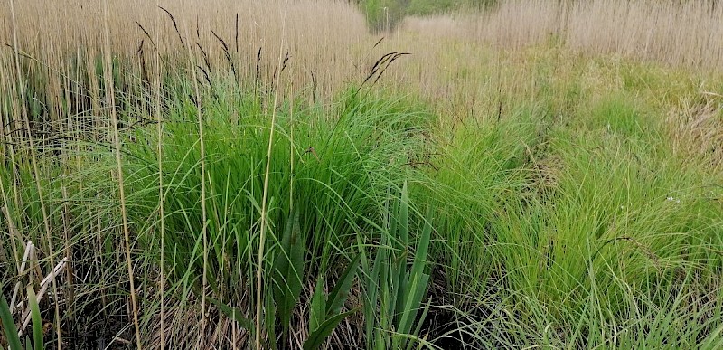 Carex elata - © Barry Stewart