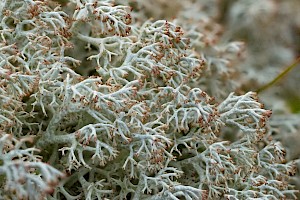 Cladonia arbuscula subsp. squarrosa Reindeer Lichen