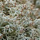 Cladonia arbuscula subsp. squarrosa