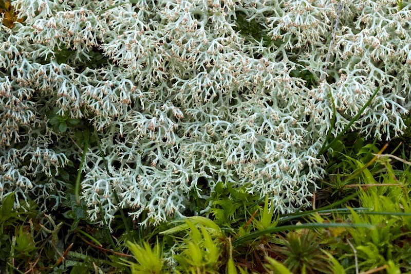 Cladonia arbuscula subsp. squarrosa - © Barry Stewart