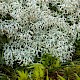 Cladonia arbuscula subsp. squarrosa