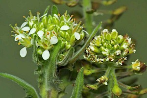 Lepidium campestre Field Pepperwort