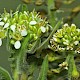 Lepidium campestre