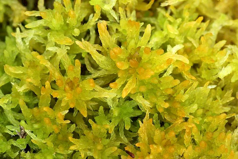 Sphagnum tenellum - © Barry Stewart