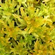 Sphagnum tenellum