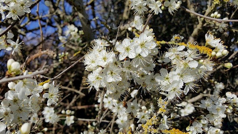 Prunus spinosa - © Barry Stewart