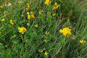 Lotus tenuis Narrow-leaved Bird's-foot-trefoil