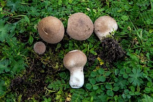 Lycoperdon lividum Grassland Puffball