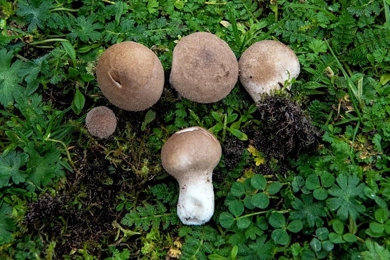 Lycoperdon lividum - © Charles Hipkin