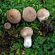 Lycoperdon lividum