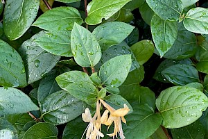 Lonicera xylosteum Fly Honeysuckle