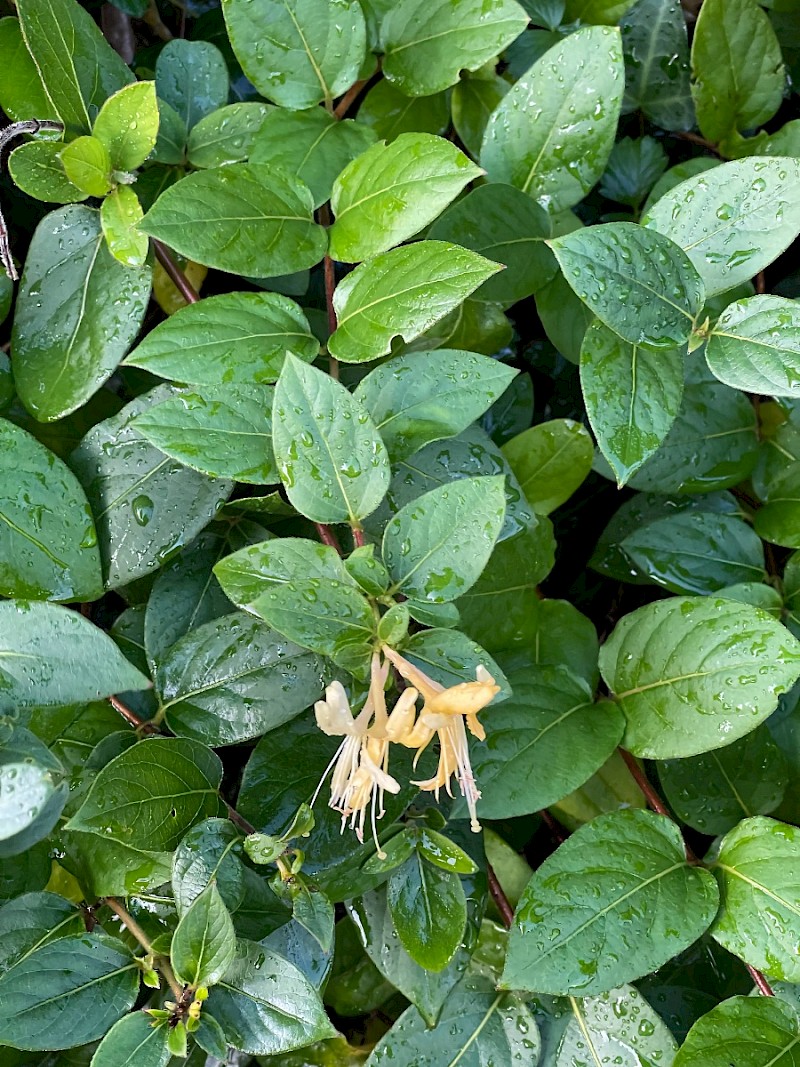 Lonicera xylosteum - © Charles Hipkin