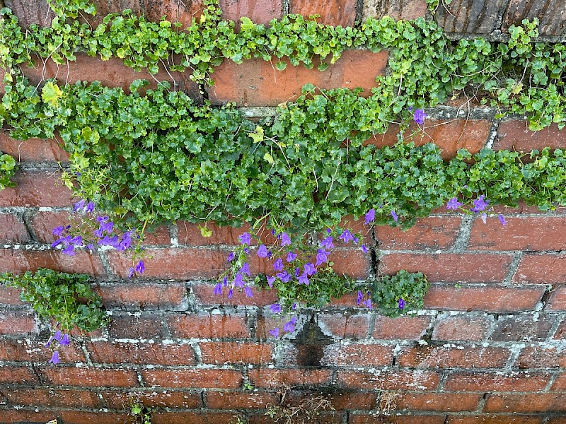 Campanula portenschlagiana - © Charles Hipkin