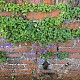 Campanula portenschlagiana