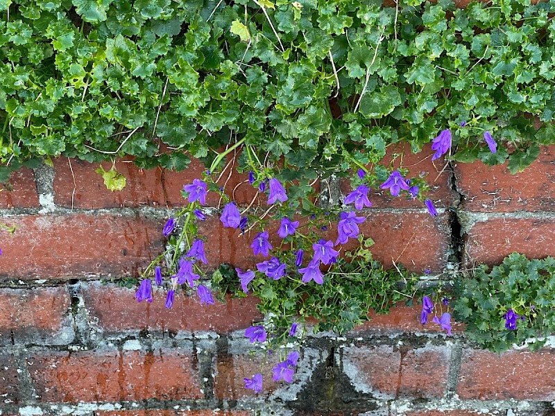 Campanula portenschlagiana - © Charles Hipkin