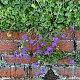 Campanula portenschlagiana