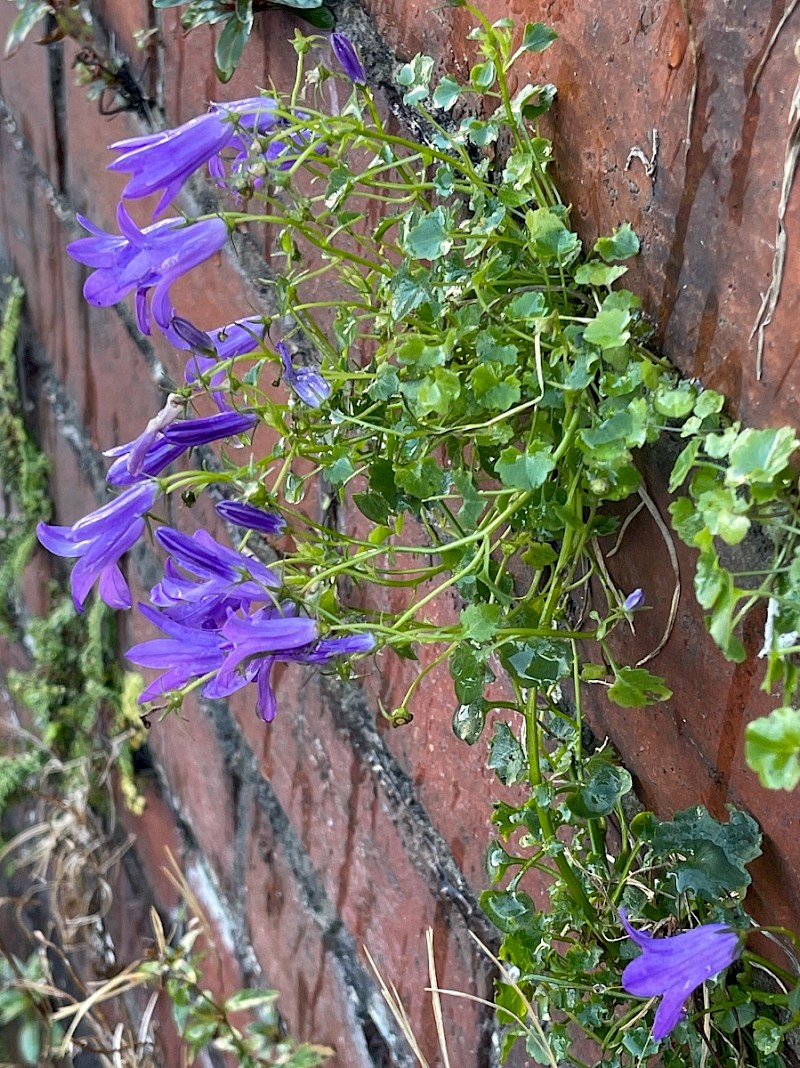 Campanula portenschlagiana - © Charles Hipkin