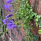 Campanula portenschlagiana