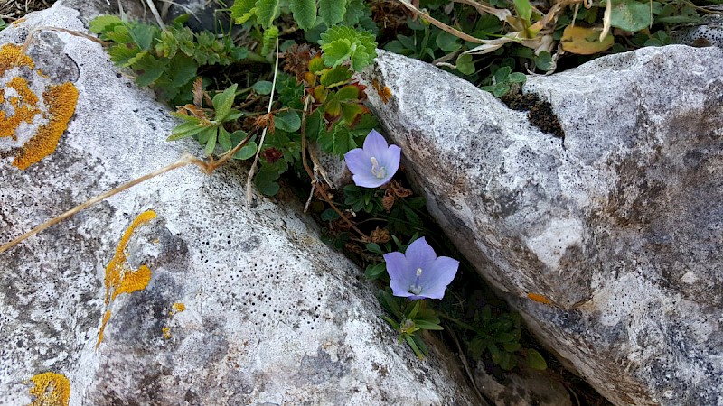 Campanula rotundifolia - © Barry Stewart