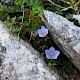 Campanula rotundifolia