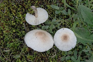 Lepiota erminea Dune Dapperling