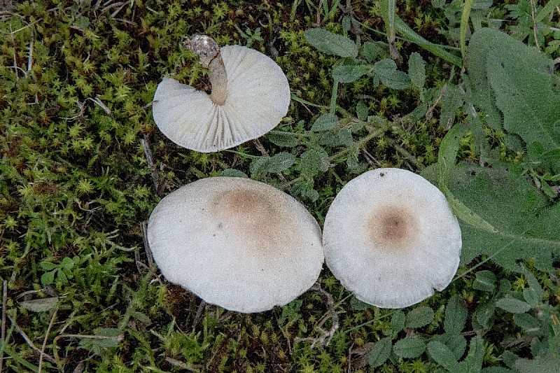 Lepiota erminea - © Charles Hipkin