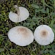 Lepiota erminea