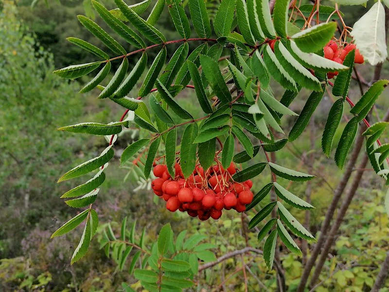 Sorbus aucuparia - © Barry Stewart