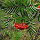 Sorbus aucuparia