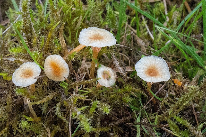 Lichenomphalia velutina - © Charles Hipkin